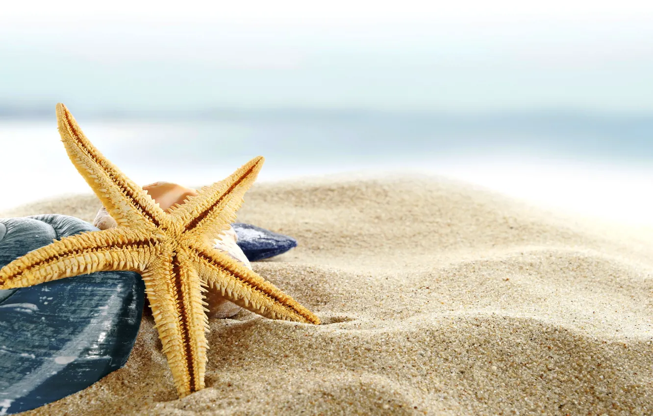 Wallpaper sand, sea, beach, shore, shell, summer, beach, sea, blue, sand,  shore, paradise, starfish, seashells images for desktop, section макро -  download