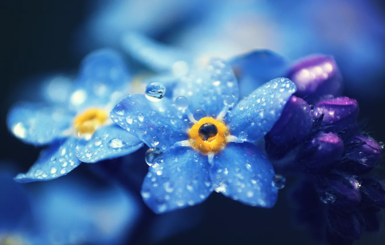 Photo wallpaper drops, macro, flowers, petals, blue, Forget-me-nots
