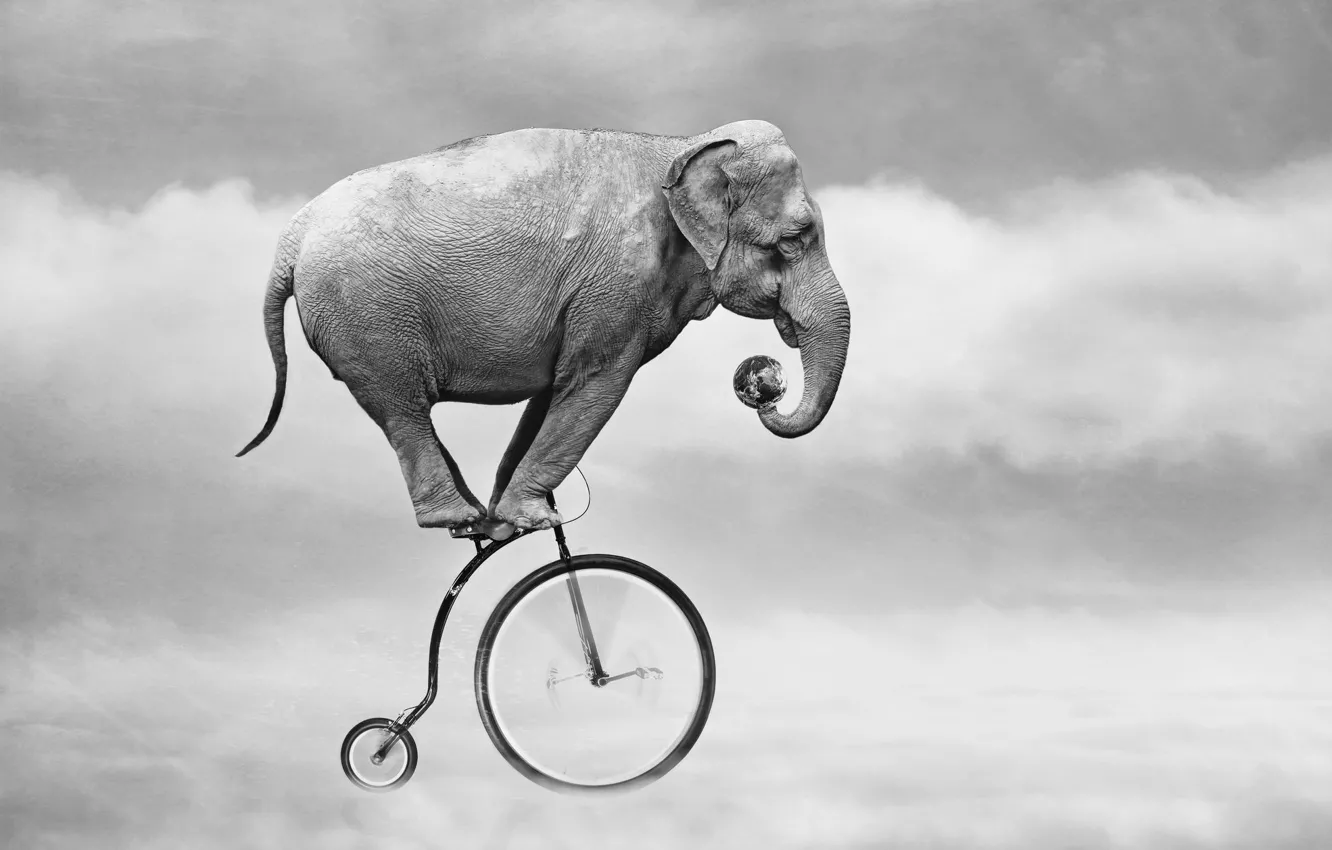 Wallpaper the sky, bike, elephant images for desktop, section ситуации -  download