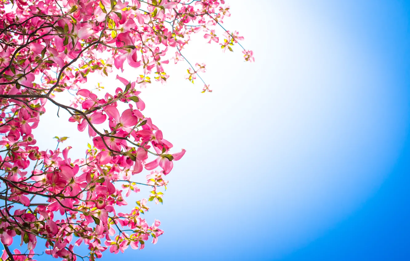Photo wallpaper flowers, background, branch, pink, dogwood