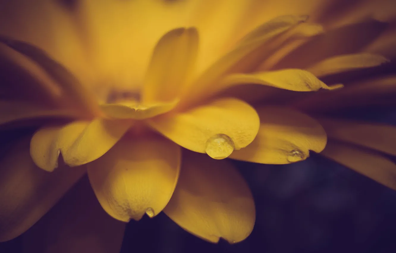 Photo wallpaper flower, drop, yellow, petals