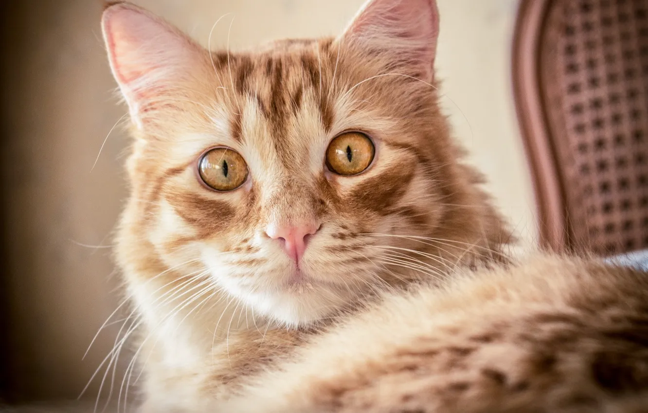 Photo wallpaper cat, cat, look, portrait, muzzle, red