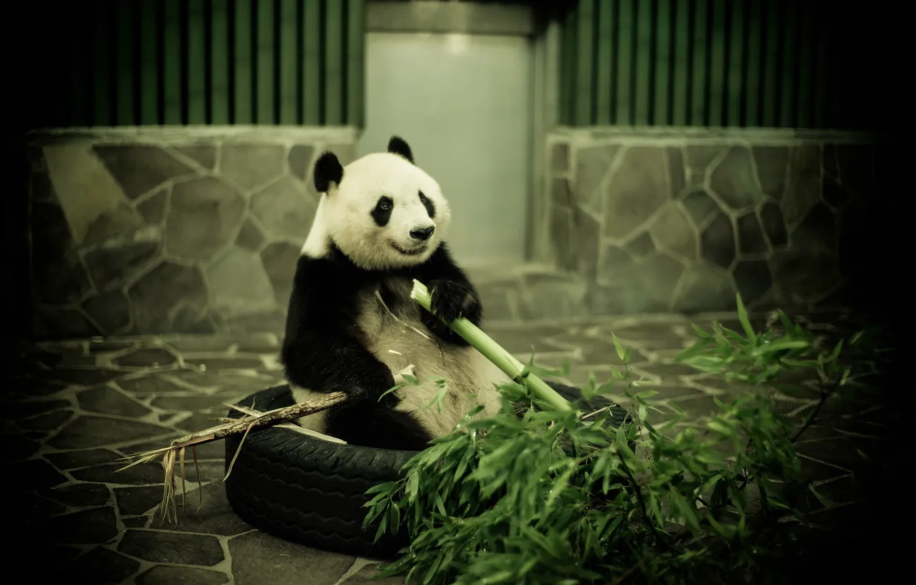 Photo wallpaper bamboo, Panda, zoo