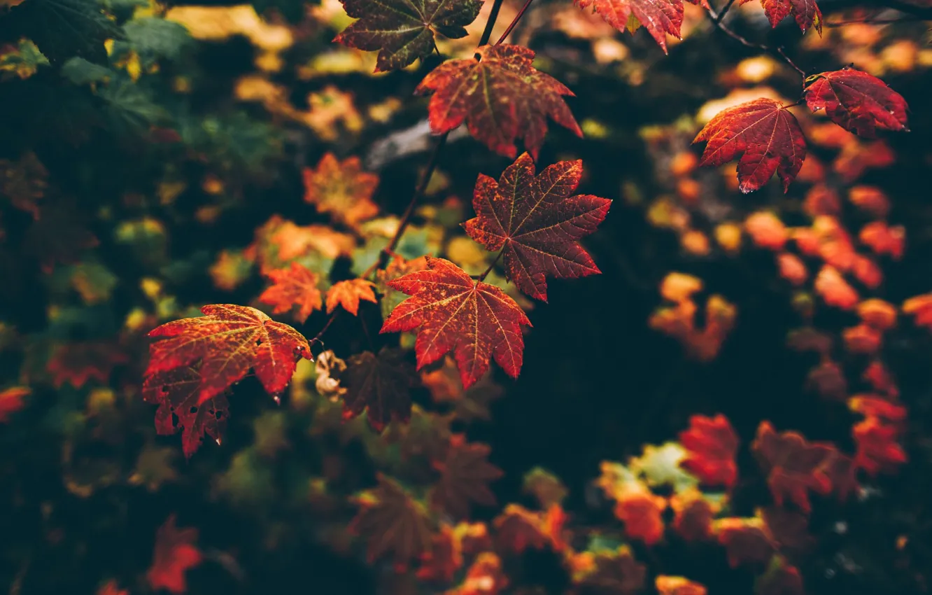 Photo wallpaper autumn, macro, nature, foliage, branch