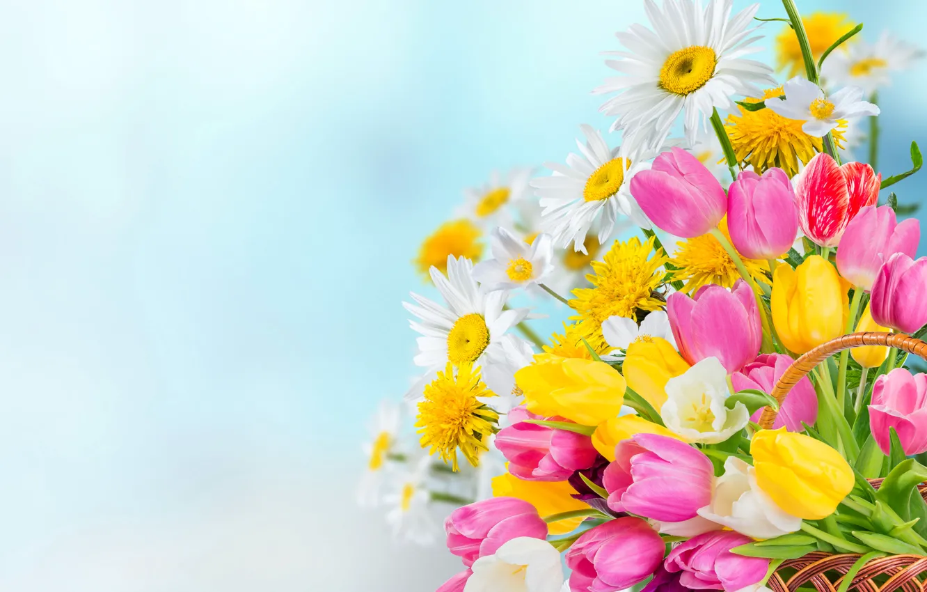 Photo wallpaper flowers, background, basket, chamomile, tulips, colorful, bokeh
