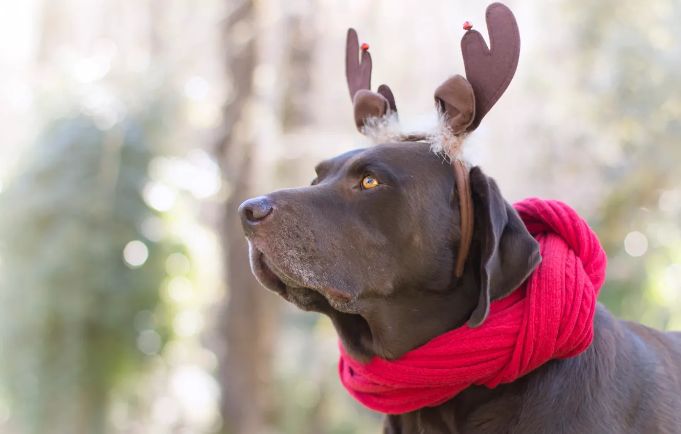 Photo wallpaper look, face, red, nature, background, new year, portrait, dog, scarf, horns, decoration, ears, the gentle …