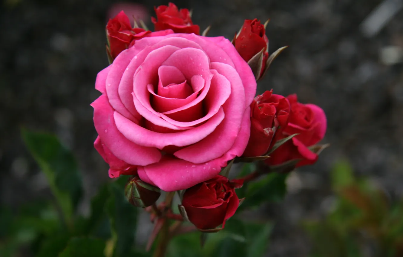 Featured image of post Wallpaper Dark Pink Roses There you can right click on the wallpaper and save it to your computer laptop tablet or mobile phone