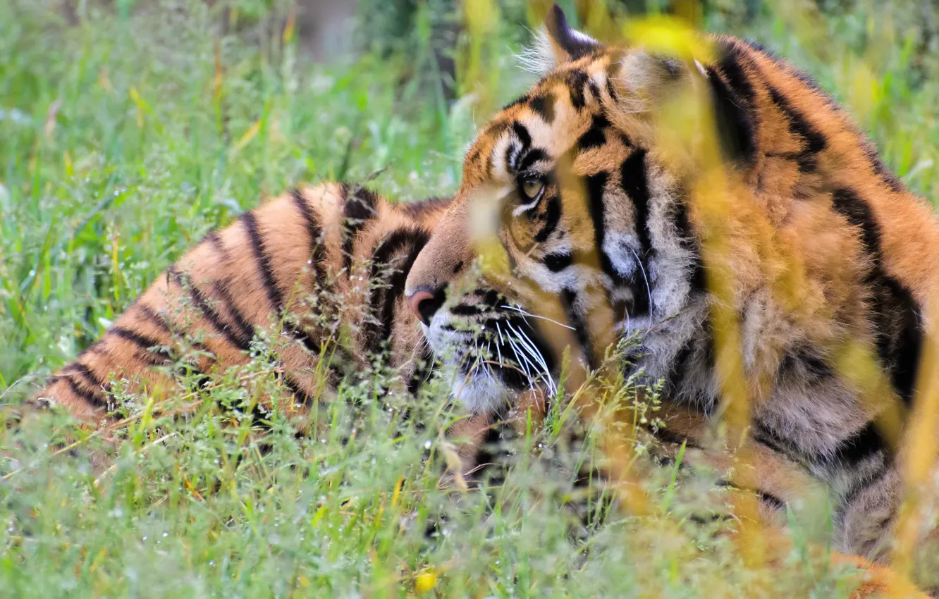Photo wallpaper grass, face, tiger, predator