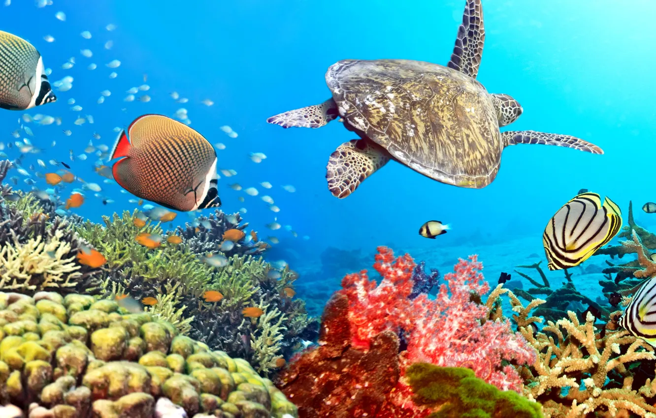 Ocean Underwater Coral Reef Wallpaper