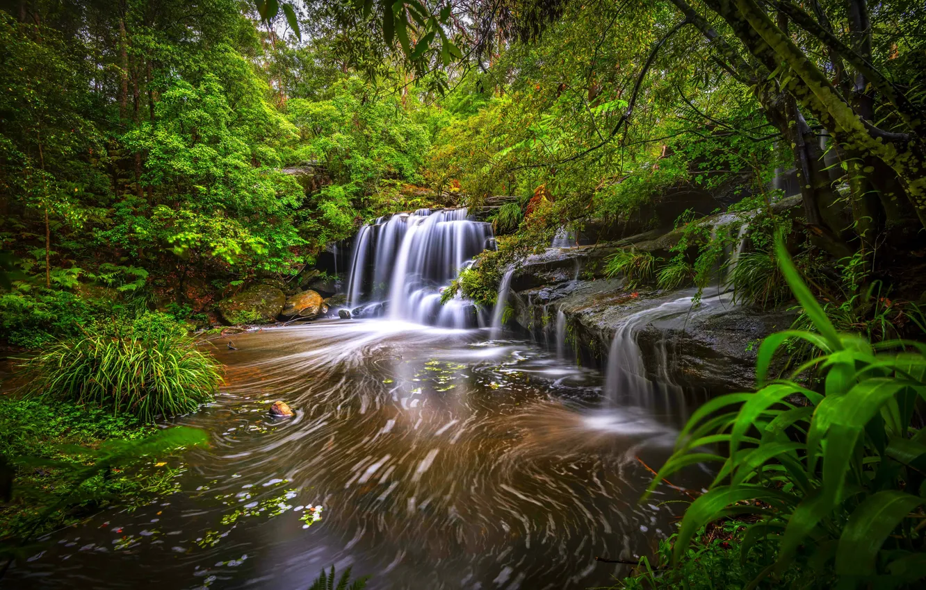 Photo wallpaper forest, trees, river, stones, thickets, waterfall, stream