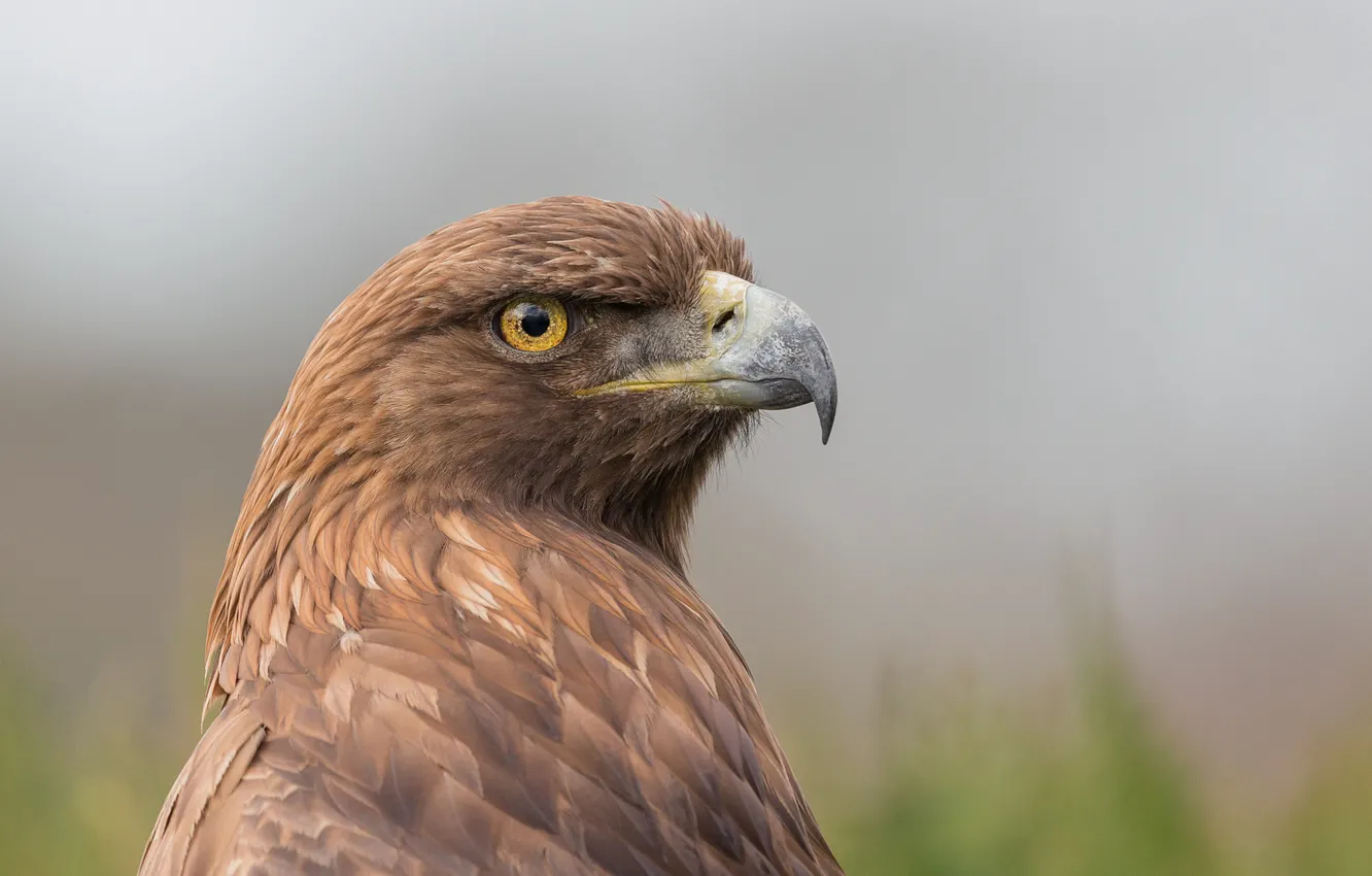 Wallpaper eagle, eye, back, golden eagle images for desktop, section  животные - download