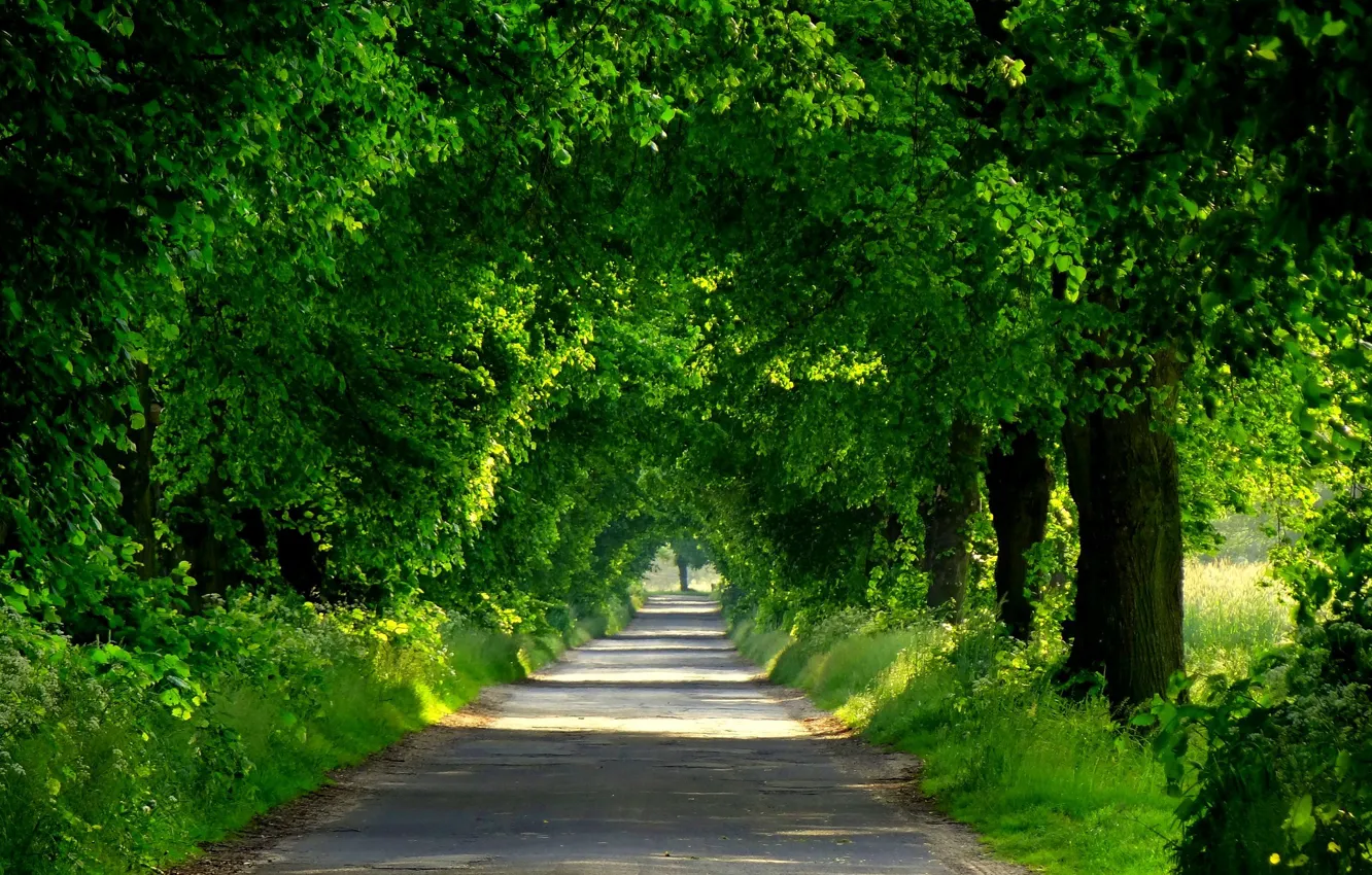 Wallpaper road, forest, trees, nature, Park, spring, forest, road, trees,  nature, park, spring, walk, path images for desktop, section природа -  download