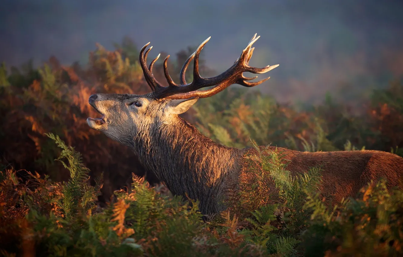 Wallpaper forest, nature, deer, red, forest, nature, animal, deer, wild,  Emi, stag images for desktop, section животные - download