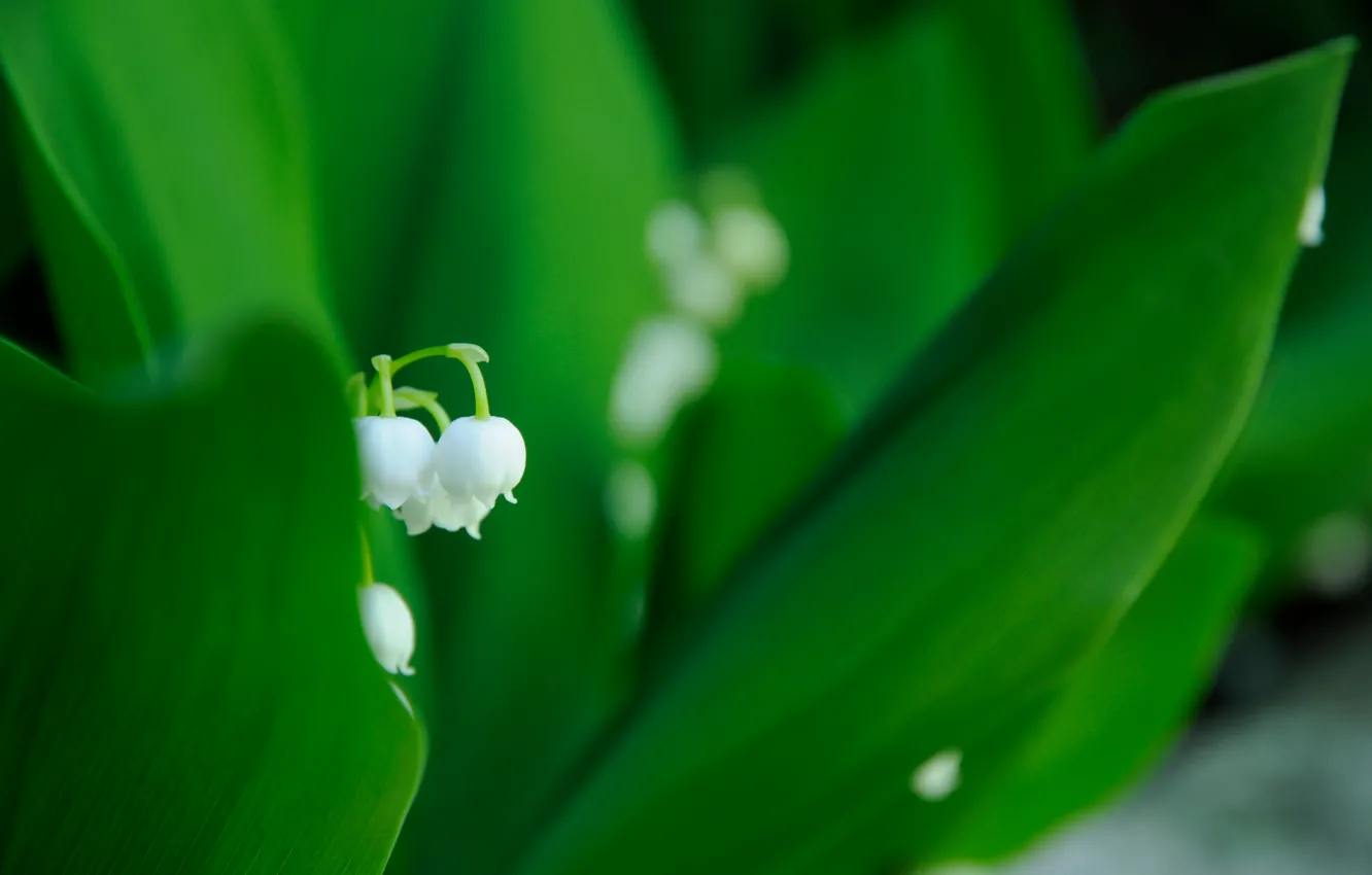 Photo wallpaper white, flower, leaves, macro, spring, green, Lily of the valley