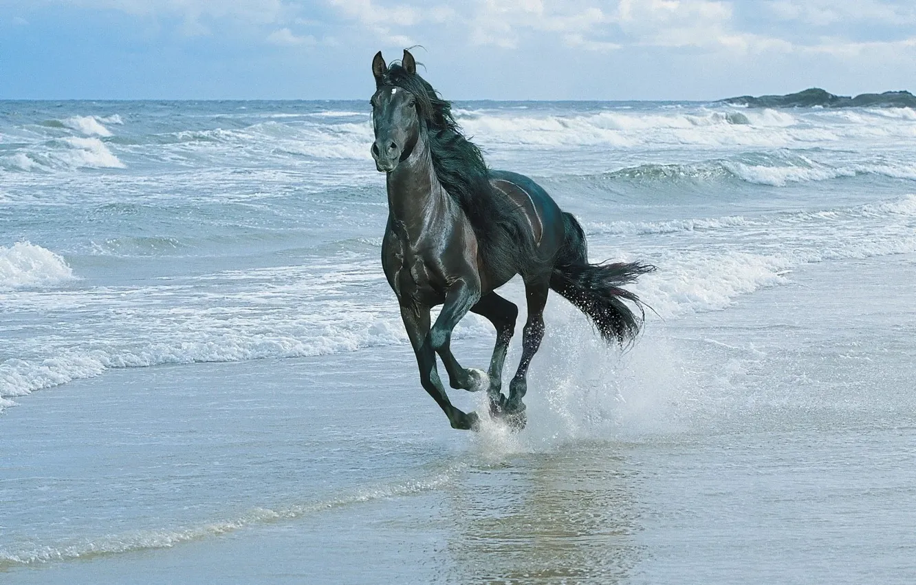 Photo wallpaper sea, horse, Wave