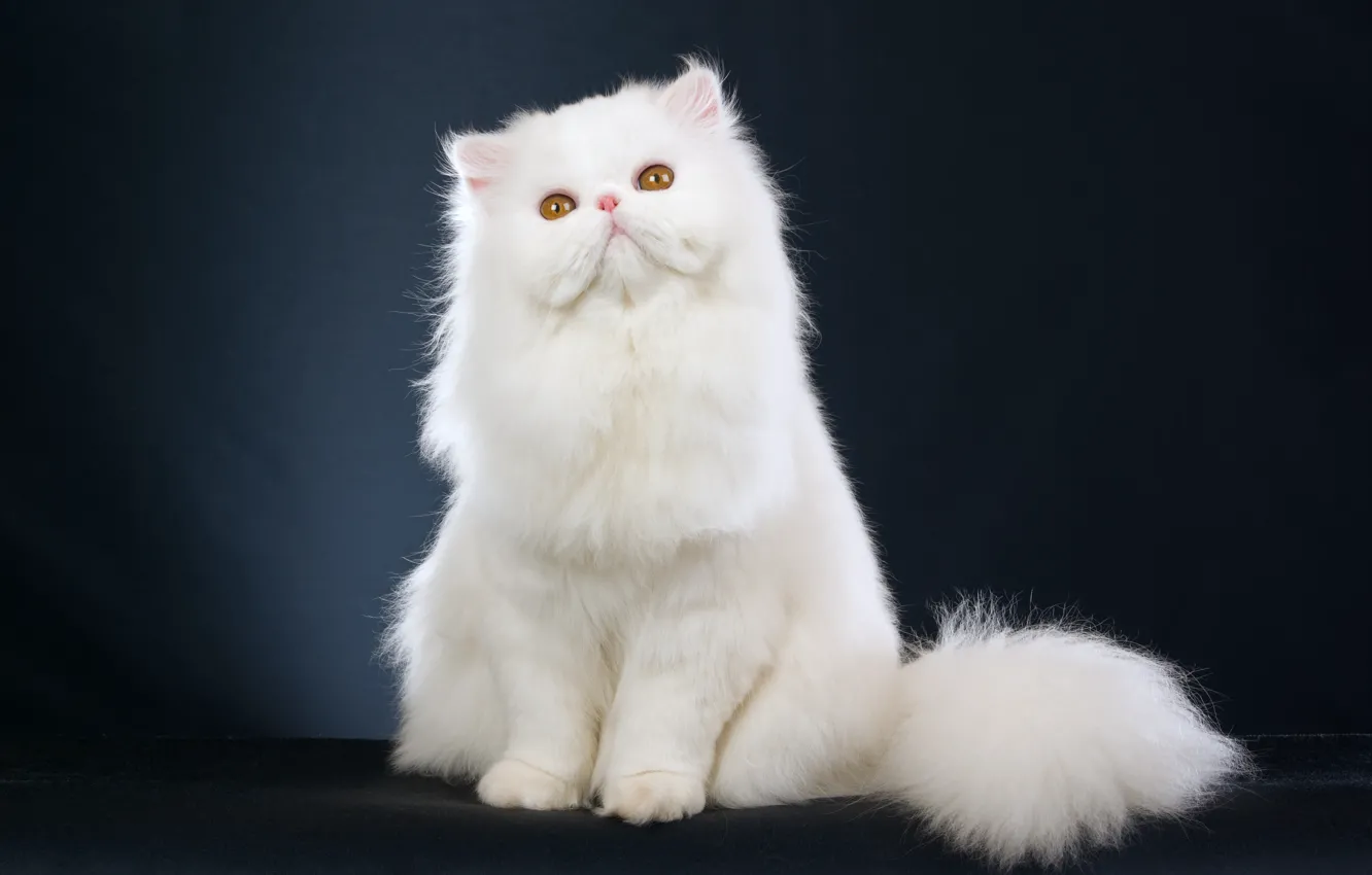 Wallpaper white, kitty, white, kitten, beautiful, beautiful, Persian cat,  persian cat images for desktop, section кошки - download