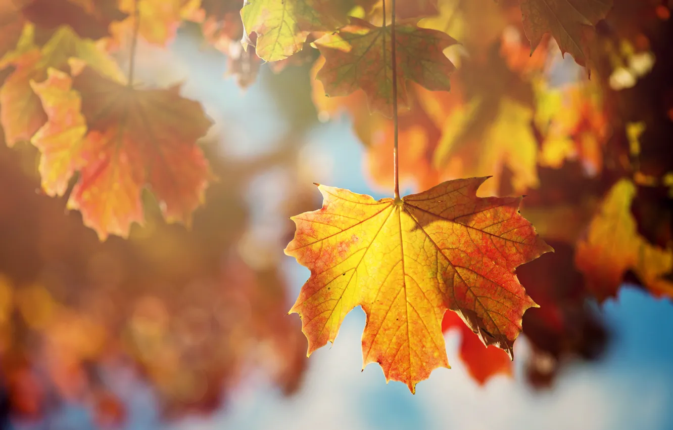 Photo wallpaper autumn, leaves, the sun, macro, light, branches, sheet, tree, orange, maple