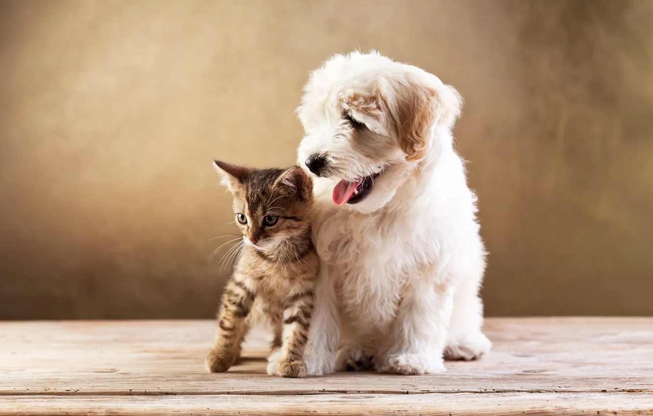 Wallpaper kitty, dog, friends, lapdog, kitten, cat, dog images for desktop,  section животные - download