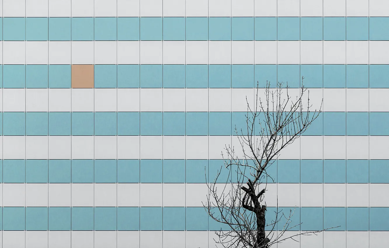 Photo wallpaper wall, tree, minimalism