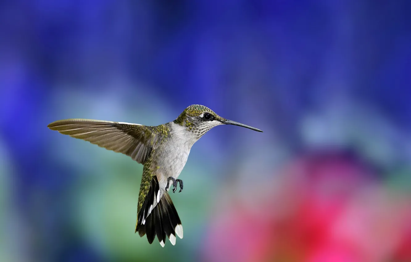 Photo wallpaper flight, background, bird, wings, blur, Hummingbird, bird, colorful, stroke, Hummingbird