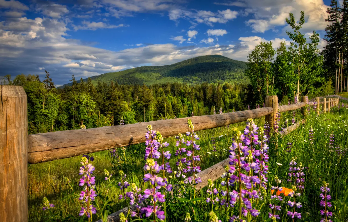 Wallpaper road, forest, flowers, mountains, nature, the fence, spring  images for desktop, section природа - download