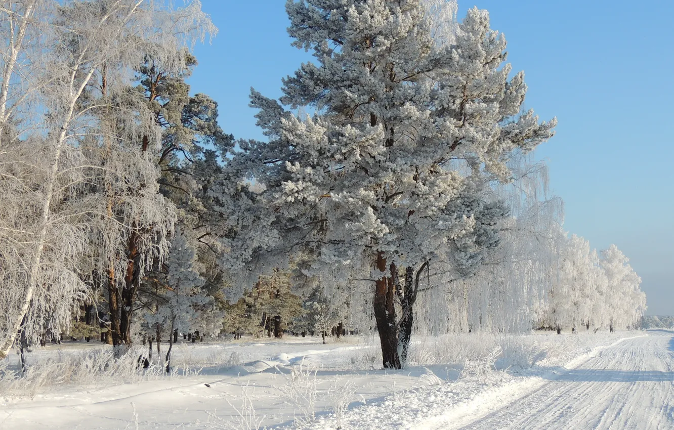 Photo wallpaper winter, frost, road, snow, trees, nature