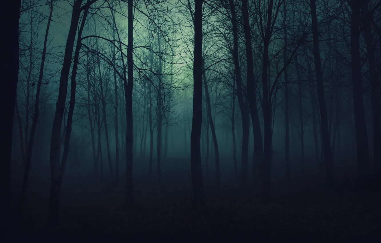 Photo wallpaper trees, fog, darkness, Forest