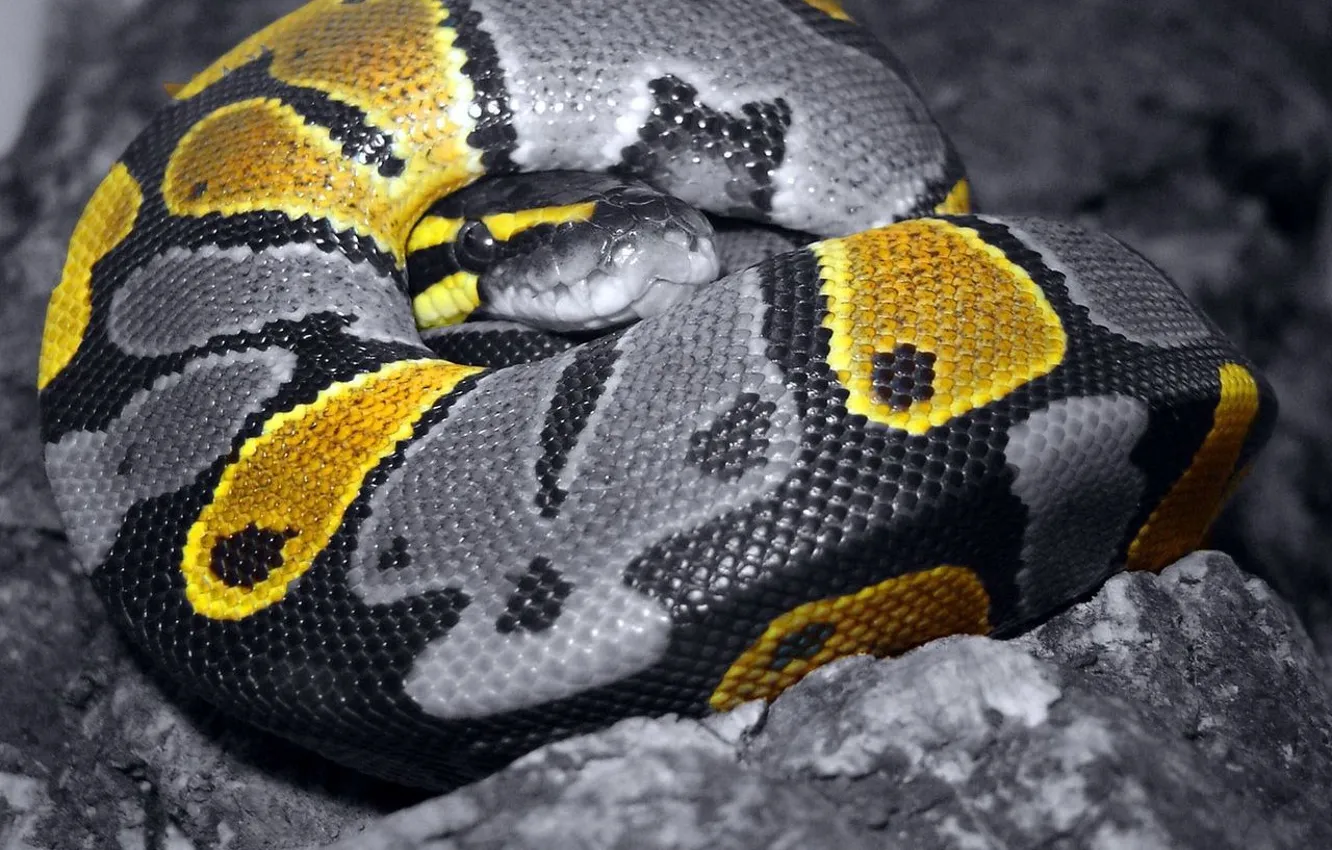 Photo wallpaper grey, color, Snake, scales, 157
