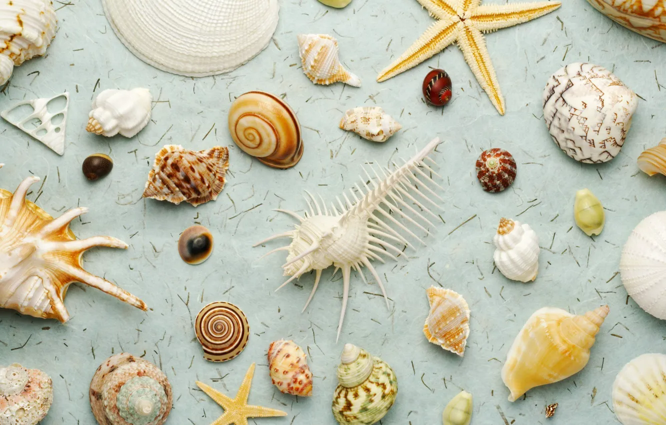 Wallpaper nature, shell, a lot, sea world, diversity images for desktop,  section природа - download