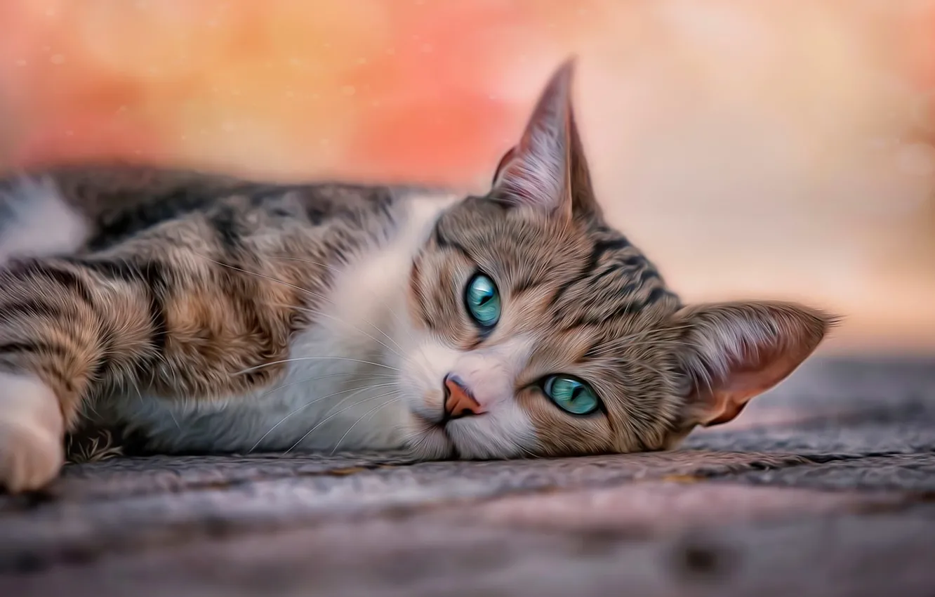 Photo wallpaper cat, eyes, cat, background, treatment, blur, lies, Mat, looks, usatoll, banding, blue-green