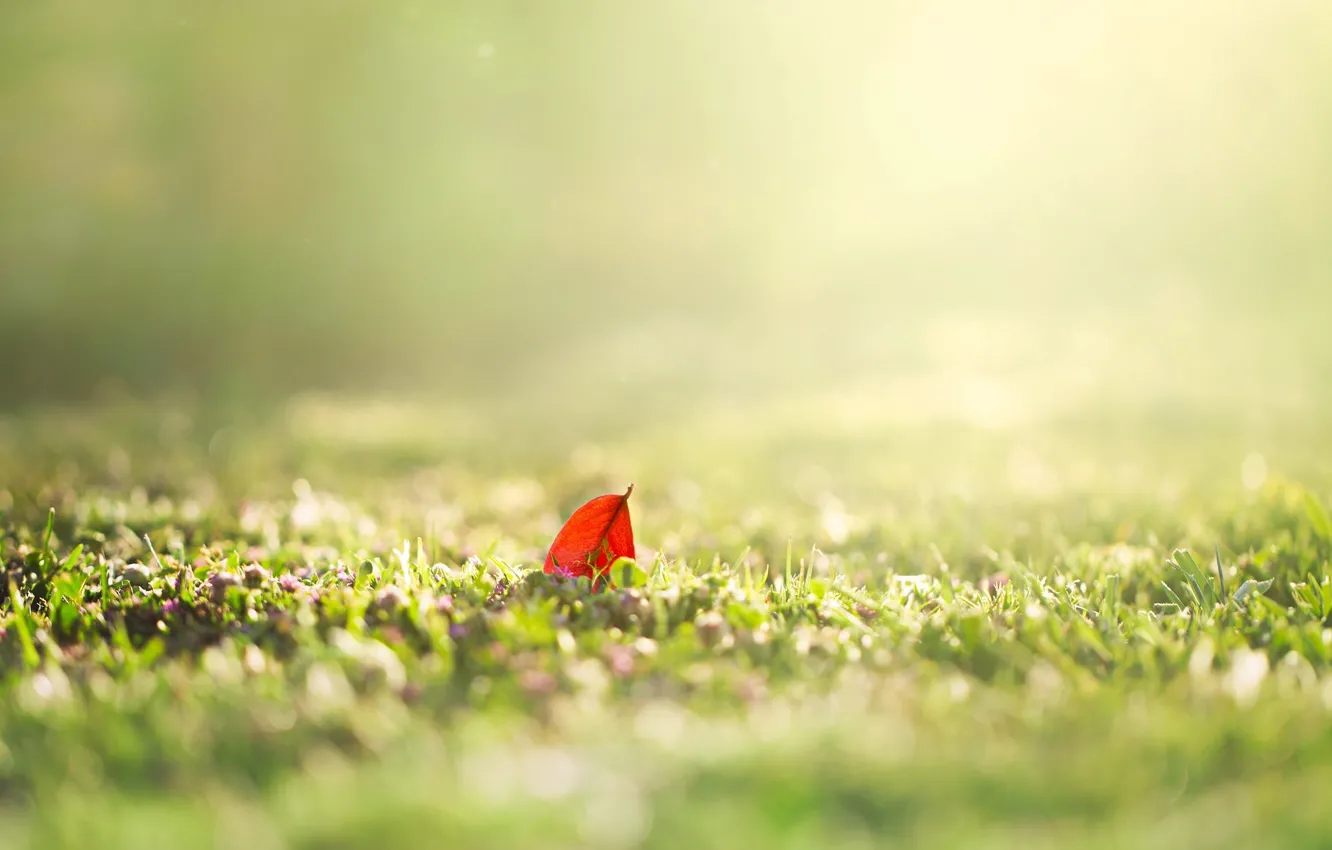 Wallpaper greens, summer, grass, the sun, macro, nature, background,  Wallpaper, blur, spring, morning, day, leaf, wallpaper, leaf, widescreen  images for desktop, section природа - download