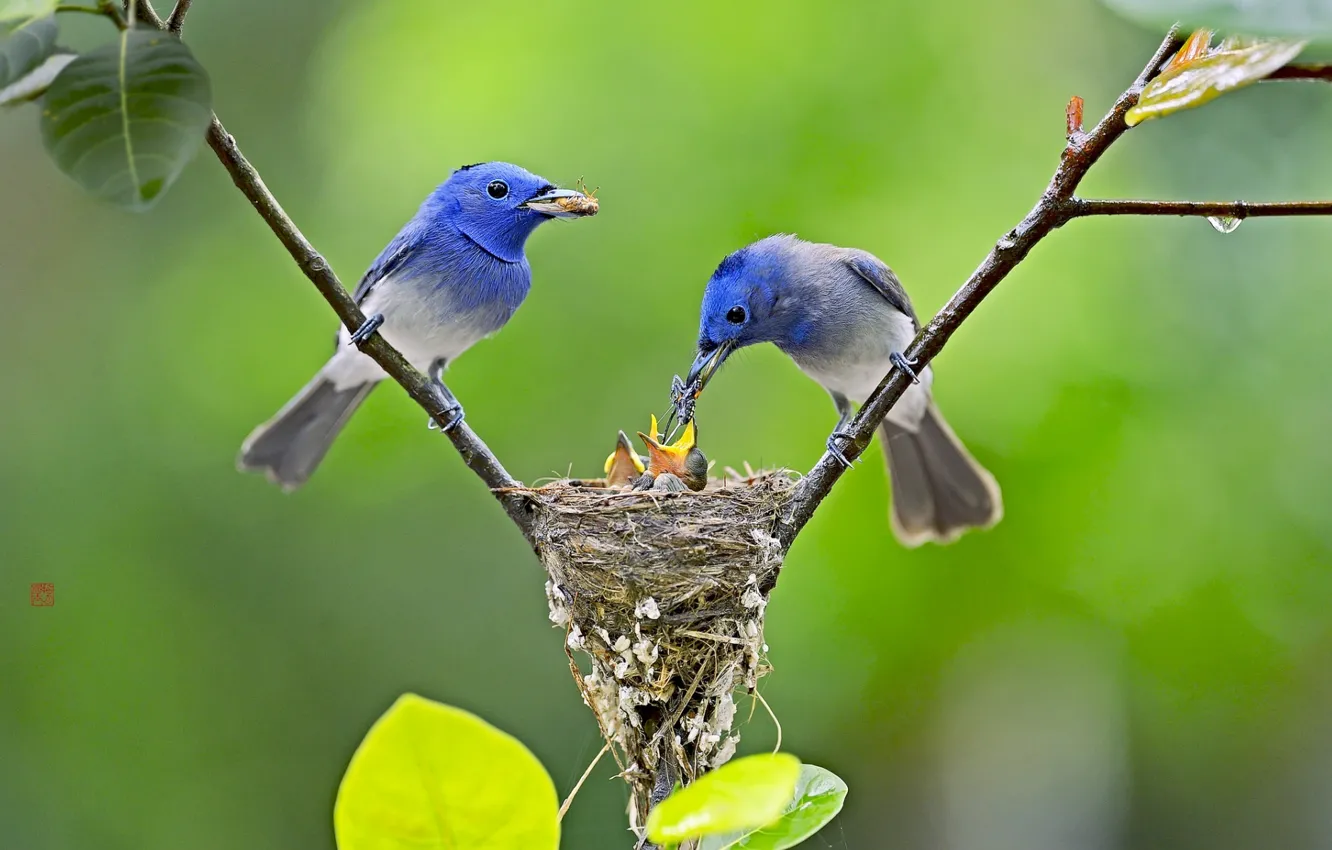 Wallpaper birds, nature, background images for desktop, section природа -  download