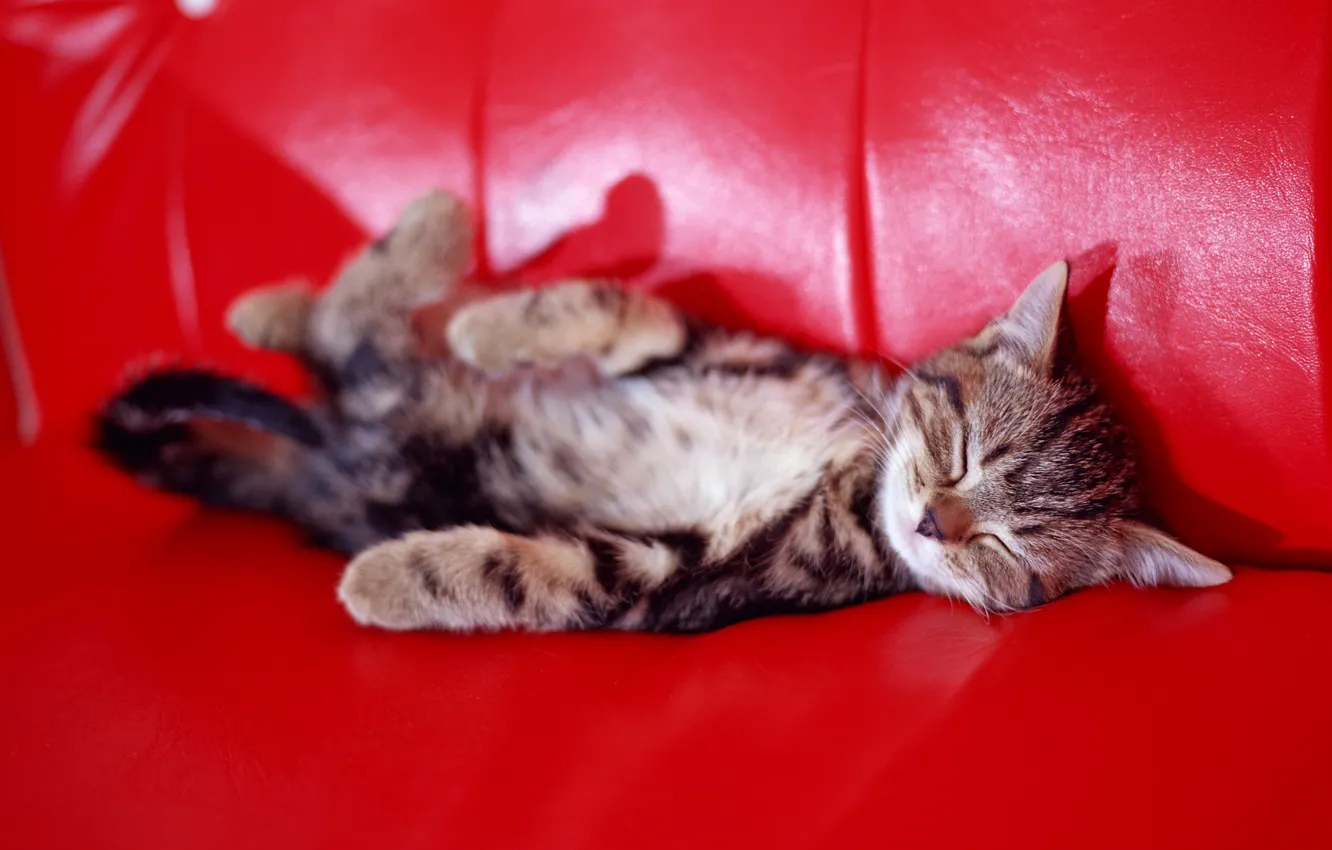 Photo wallpaper kitty, sofa, sleep
