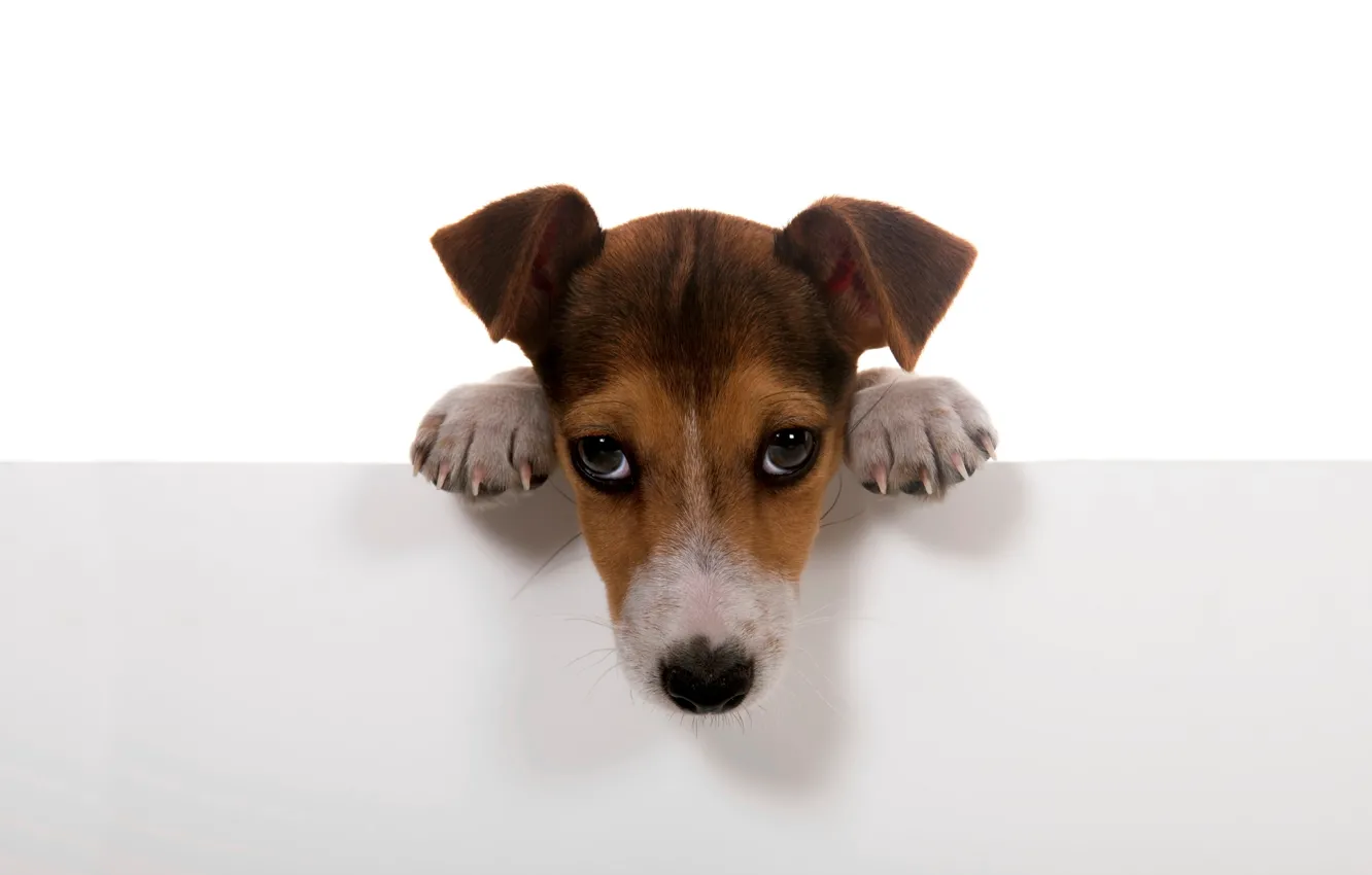 Photo wallpaper dogs, white, background, wall, Wallpaper, dog, paws, puppy, dog.