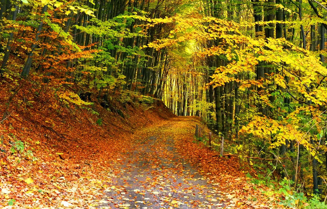 Photo wallpaper Autumn, Trees, Leaves, Path