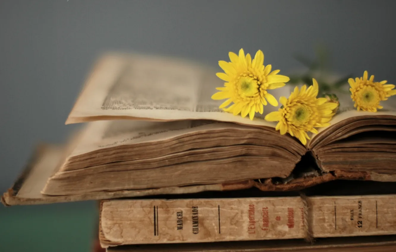 Photo wallpaper flowers, yellow, style, background, Wallpaper, book, owner, page, wallpapers