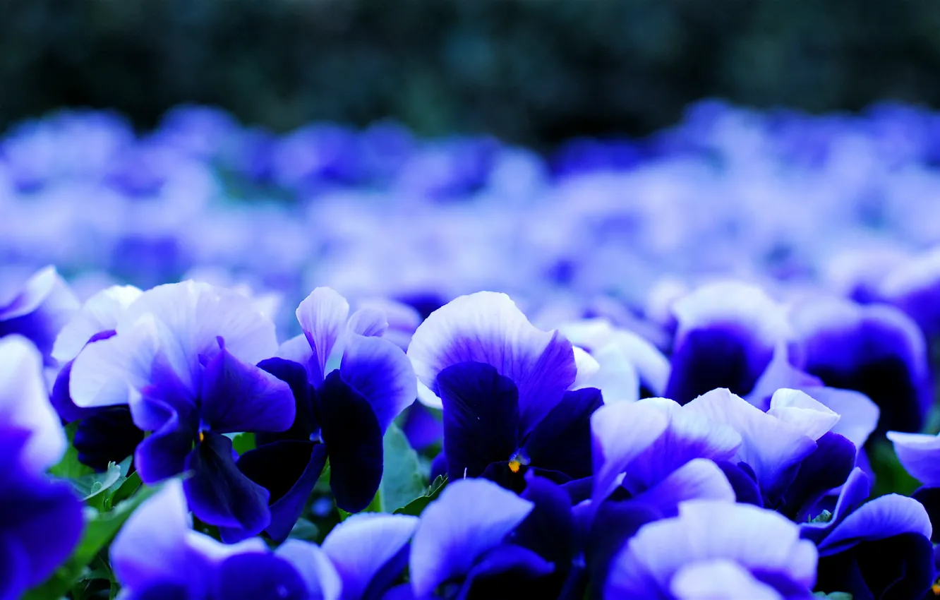 Photo wallpaper flowers, petals, blur, viola, Pansy, white-blue