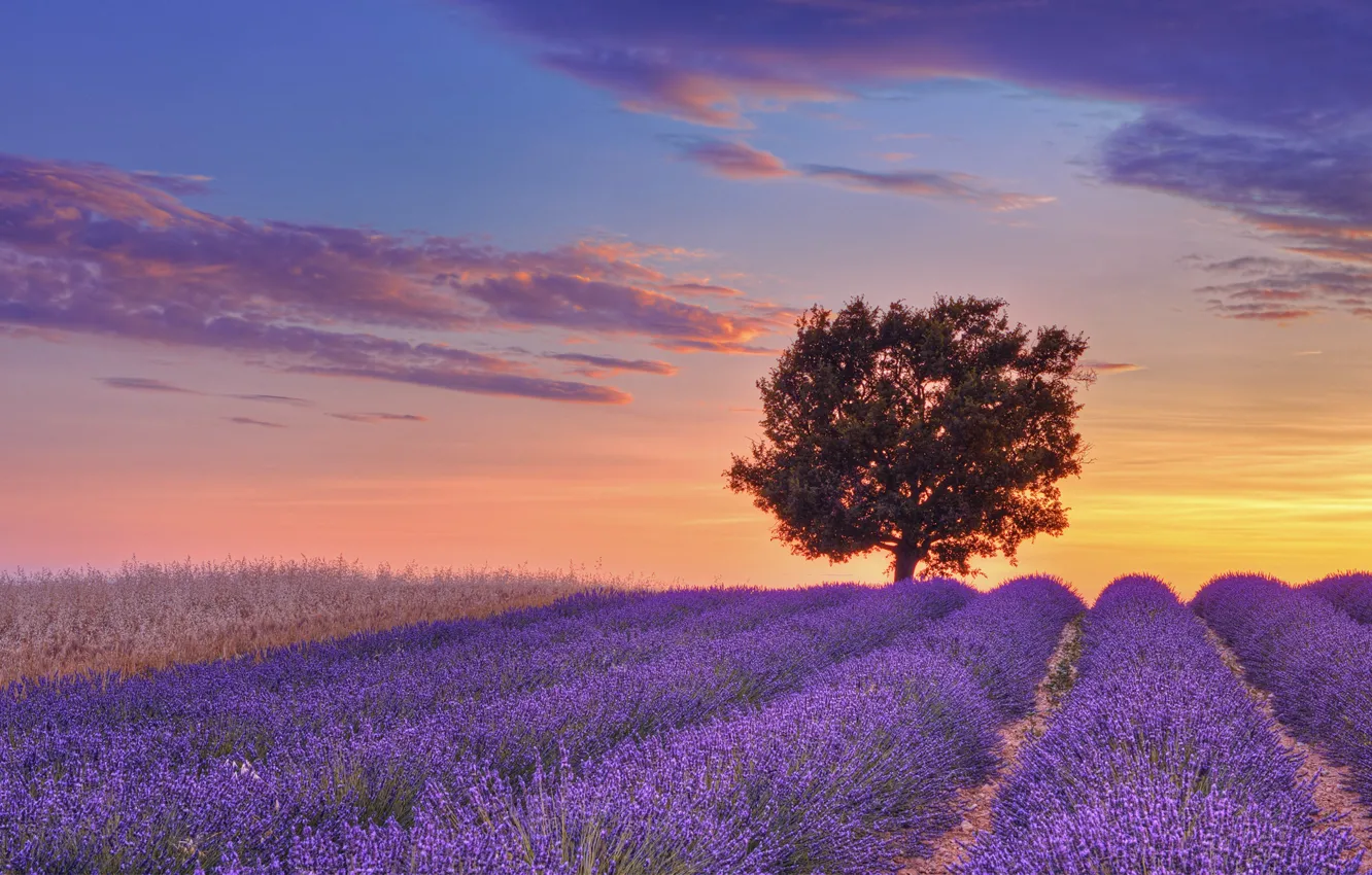 Photo wallpaper field, the sky, clouds, sunset, tree, France, purple, field, sunset, France, tree, lavender, lavender, Valensole, …