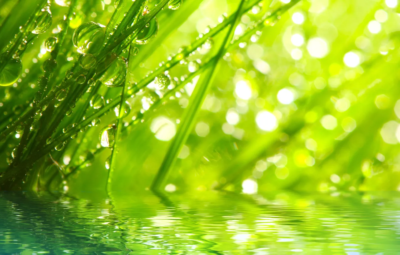 Photo wallpaper grass, water, drops, macro, rays, nature, Rosa, morning, nature, water, macro, rays, morning, the grass, …