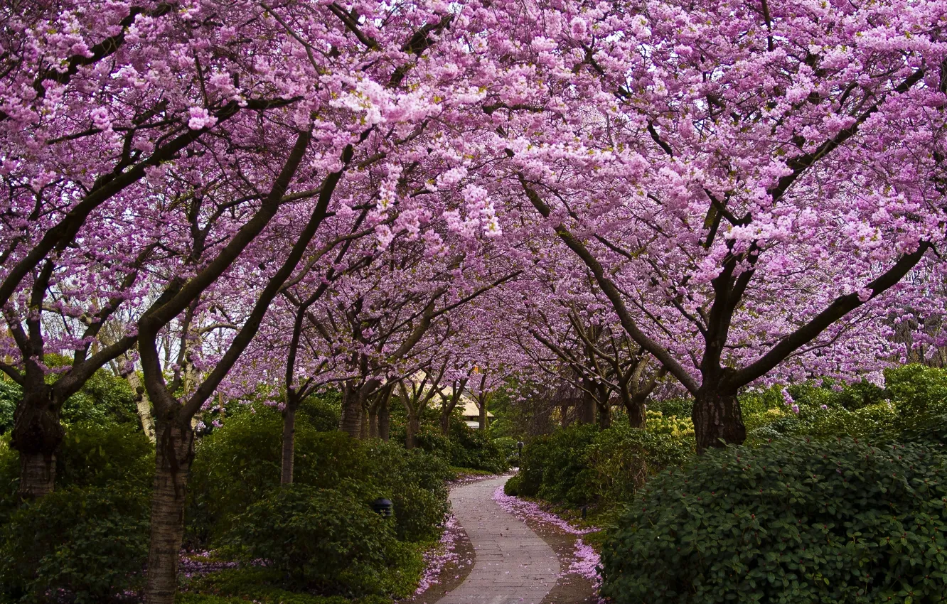 Photo wallpaper trees, flowers, Park, Japan, Sakura, alley, flowering, the bushes