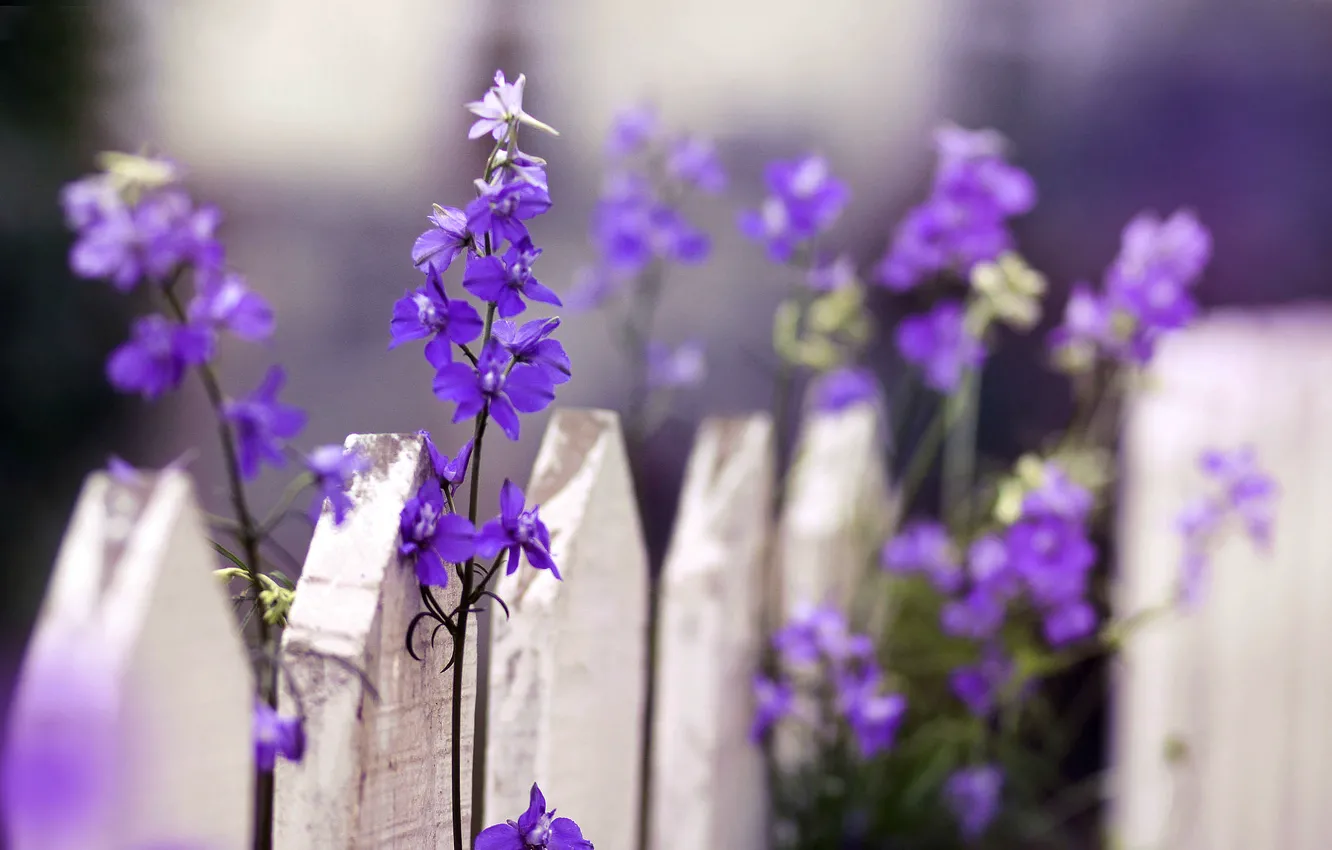 Photo wallpaper macro, flowers, nature, the fence, fence, the fence, flowers, flowers