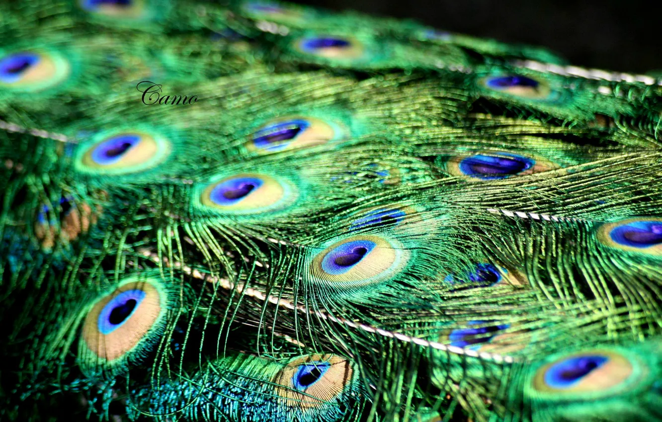 Photo wallpaper feathers, peacock, the tail fan