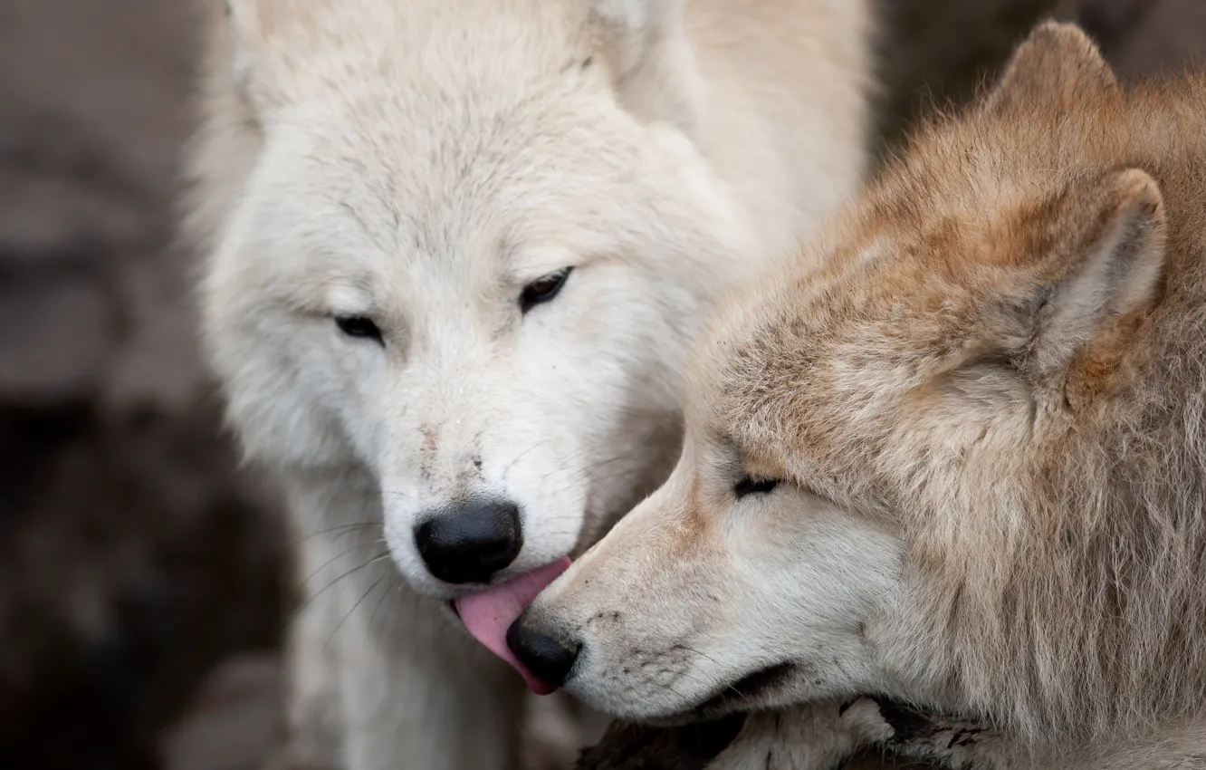 Photo wallpaper love, wolf, predators, kiss, pair, wolves