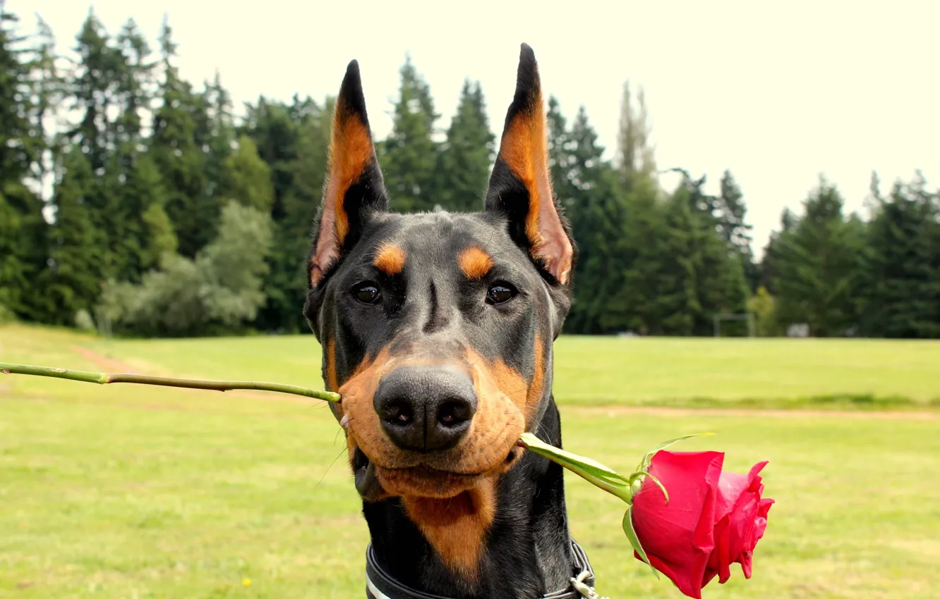 Wallpaper romance, Rose, Doberman, Red, Doberman With a Rose is listed  images for desktop, section собаки - download
