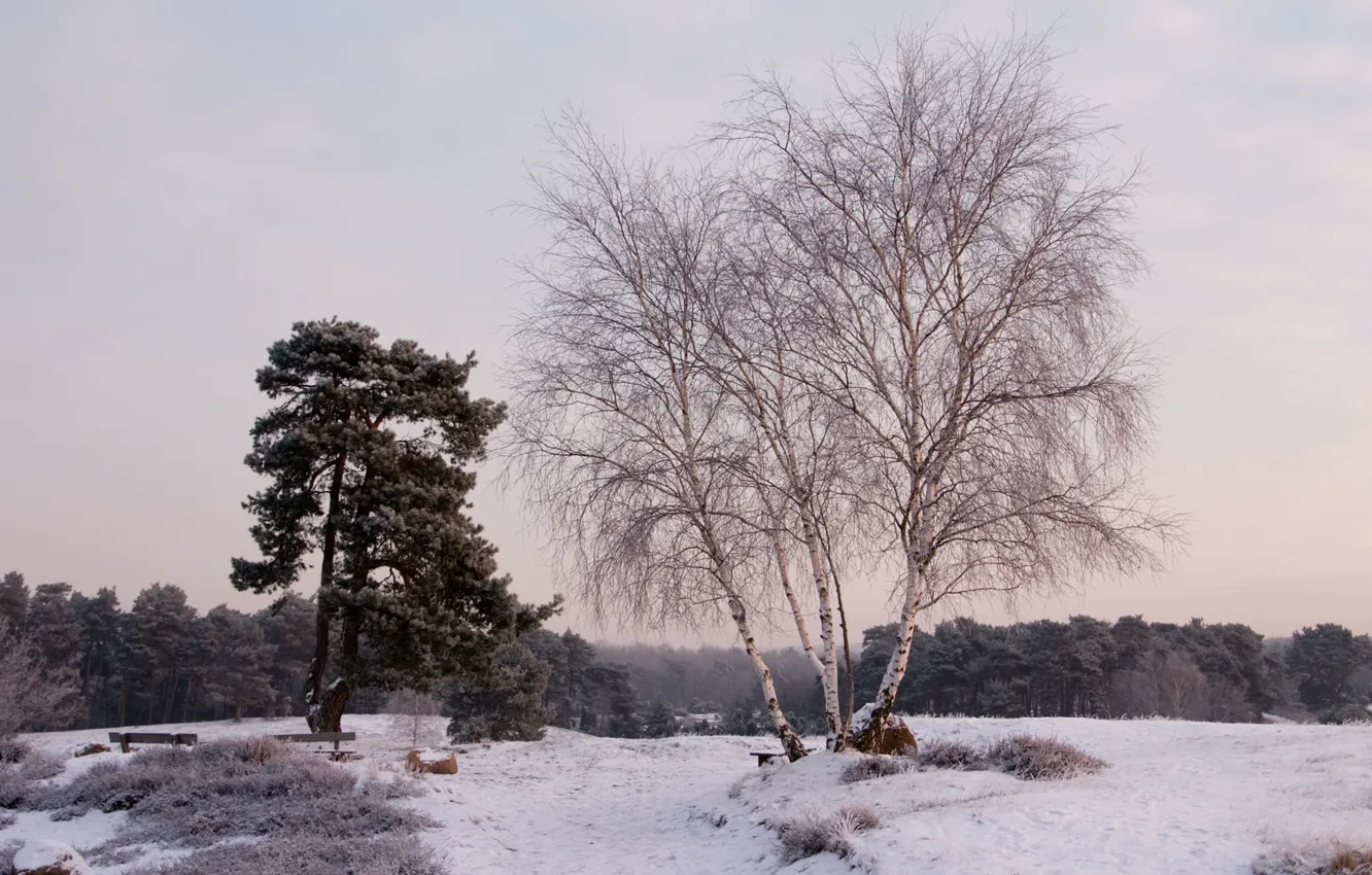Photo wallpaper winter, snow, trees, landscape, nature, birch, benches
