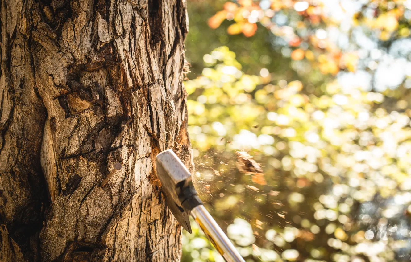 Photo wallpaper forest, tree, trunk, axe, chips, fly, cut