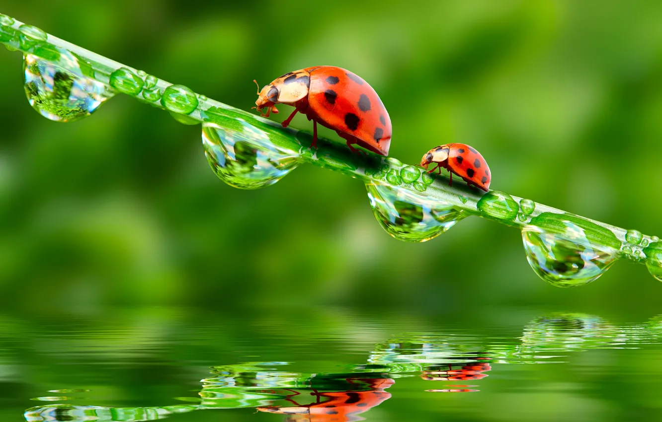Photo wallpaper greens, macro, insects, Rosa, rendering, bugs, ladybugs, Wallpaper from lolita777