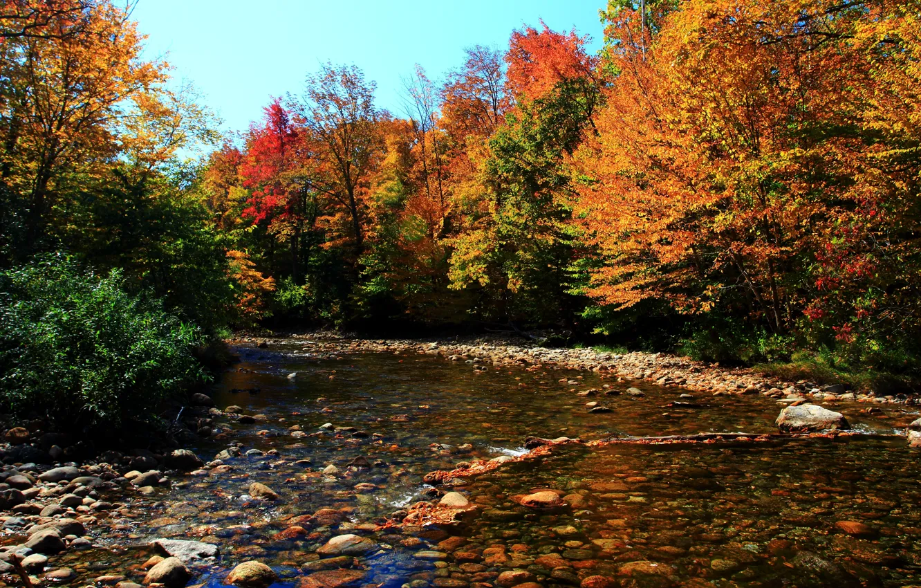 Wallpaper Forest Autumn Stones Fall River Autumn Colors River