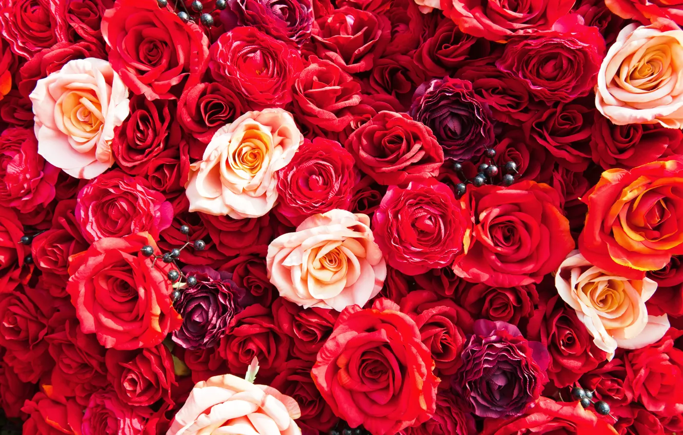 Photo wallpaper flowers, bright, roses, colorful, red, flowers, roses