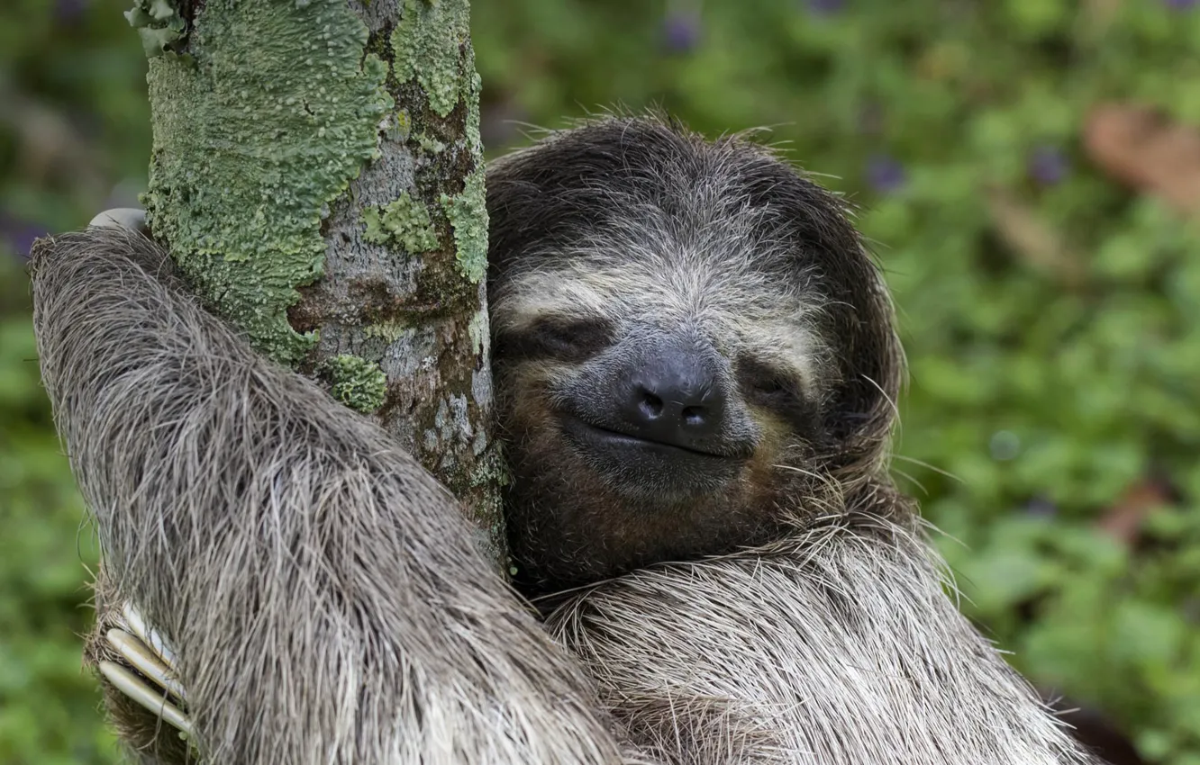 Photo wallpaper tree, wool, sloth, mammal, Costa Rica